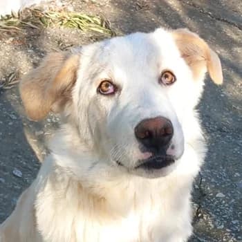 Chelsey, female young Mixed Breed for adoption at Hundegarten Serres, Euskirchen