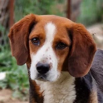 Collo, male 7yo Mixed Breed for adoption at Hundegarten Serres, Euskirchen