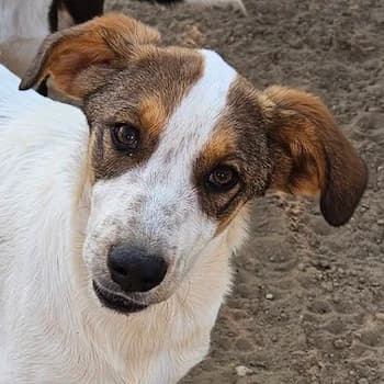Darian, male young Mixed Breed for adoption at Hundegarten Serres, Euskirchen