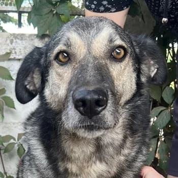 Quarta, female 7yo Mixed Breed for adoption at Hundegarten Serres, Euskirchen