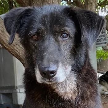 Bolt, male senior Mixed Breed for adoption at Hundegarten Serres, Euskirchen