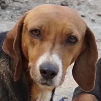 Imelda, female 4yo Mixed Breed for adoption at Hundegarten Serres, Euskirchen