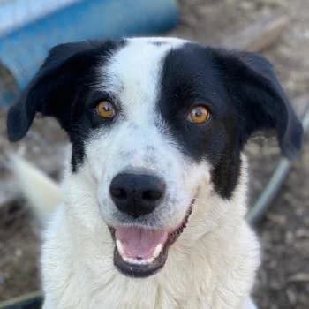 Alva, female 3yo Mixed Breed for adoption at Hundegarten Serres, Euskirchen