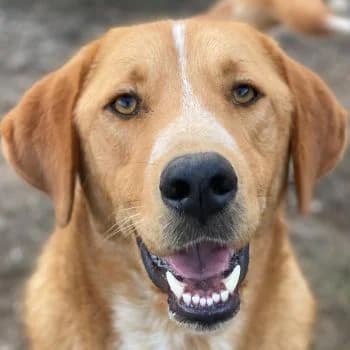 Hector, male 3yo Mixed Breed for adoption at Hundegarten Serres, Euskirchen
