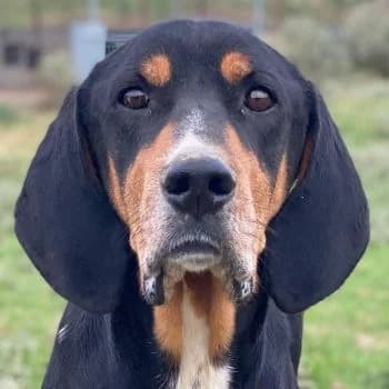 Joker, male 4yo Mixed Breed for adoption at Hundegarten Serres, Euskirchen