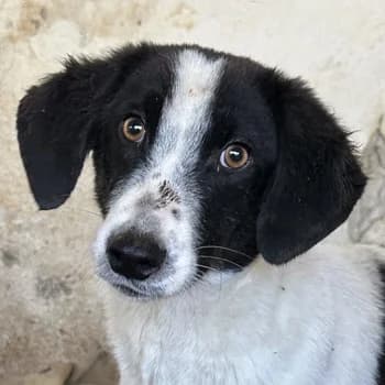 Amora, female young Mixed Breed for adoption at Hundegarten Serres, Euskirchen