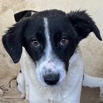 Niara, female young Mixed Breed for adoption at Hundegarten Serres, Euskirchen