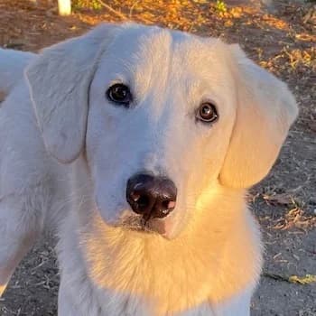 Julius, male young Mixed Breed for adoption at Hundegarten Serres, Euskirchen