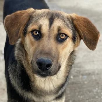 Chita, female young Mixed Breed for adoption at Hundegarten Serres, Euskirchen
