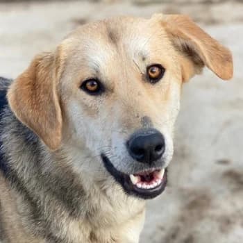 Ciri, female young Mixed Breed for adoption at Hundegarten Serres, Euskirchen