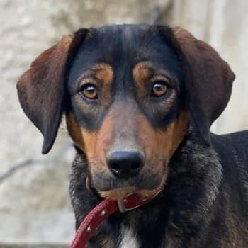 Zona, female 3yo Mixed Breed for adoption at Hundegarten Serres, Euskirchen