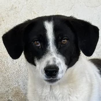 Lino, male young Mixed Breed for adoption at Hundegarten Serres, Euskirchen