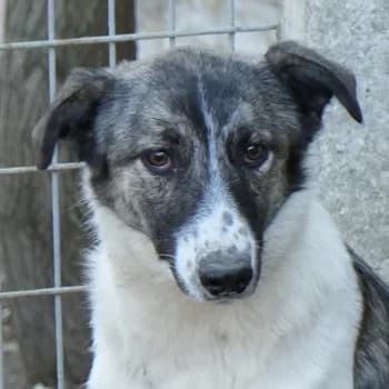 Ranja, female young Mixed Breed for adoption at Hundegarten Serres, Euskirchen