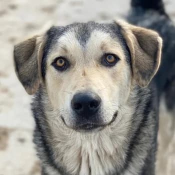 Vojan, male young Mixed Breed for adoption at Hundegarten Serres, Euskirchen