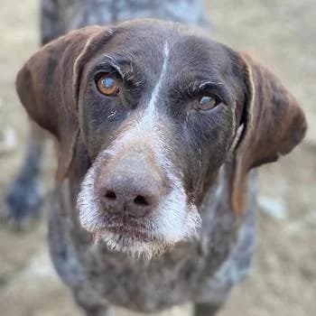 Thekla, female senior Mixed Breed for adoption at Hundegarten Serres, Euskirchen