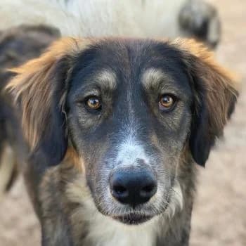 Blue, male young Mixed Breed for adoption at Hundegarten Serres, Euskirchen
