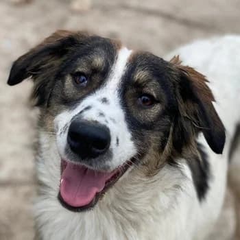 Resi, female young Mixed Breed for adoption at Hundegarten Serres, Euskirchen