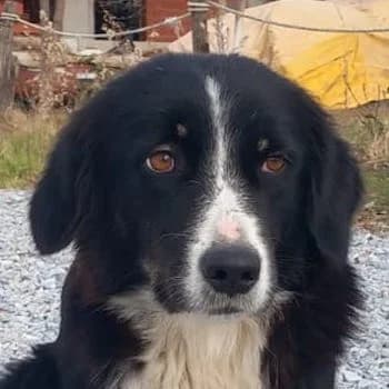 Lascaria, female 4yo Mixed Breed for adoption at Hundegarten Serres, Euskirchen