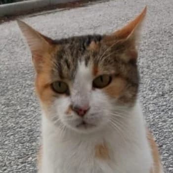 Isabella, 4yo Mixed Breed for adoption at Hundegarten Serres, Euskirchen