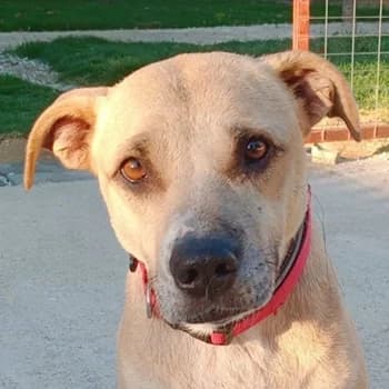 Coco, female 3yo Mixed Breed for adoption at Hundegarten Serres, Euskirchen