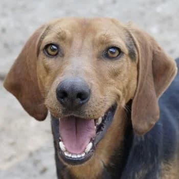 Ted, male 3yo Mixed Breed for adoption at Hundegarten Serres, Euskirchen