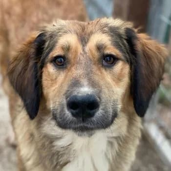 Sir Henry, male young Mixed Breed for adoption at Hundegarten Serres, Euskirchen