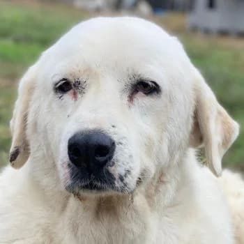 Sanni, female 7yo Mixed Breed for adoption at Hundegarten Serres, Euskirchen