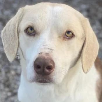 Lincoln, male young Mixed Breed for adoption at Hundegarten Serres, Euskirchen