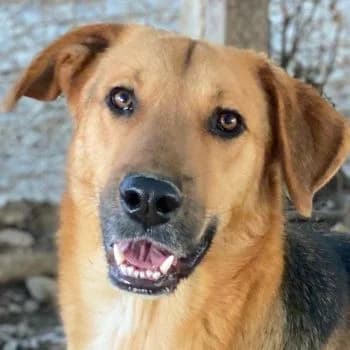 Ernesto, male young Mixed Breed for adoption at Hundegarten Serres, Euskirchen