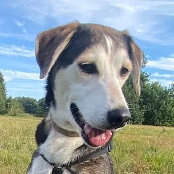 Portia, female senior Mixed Breed for adoption at Hundegarten Serres, Euskirchen