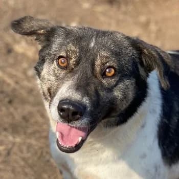 Degro, male 3yo Mixed Breed for adoption at Hundegarten Serres, Euskirchen