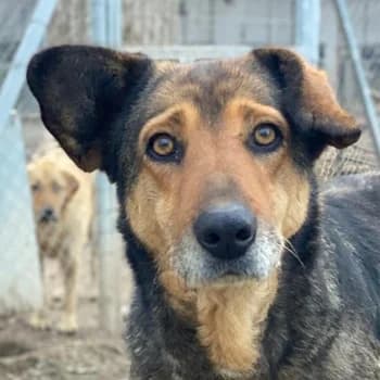 Violetta, female 7yo Mixed Breed for adoption at Hundegarten Serres, Euskirchen
