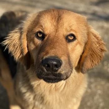 Kerchak, male 4yo Mixed Breed for adoption at Hundegarten Serres, Euskirchen