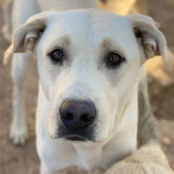 Miguel, male young Mixed Breed for adoption at Hundegarten Serres, Euskirchen