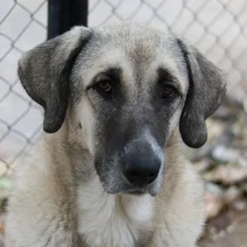 Little Pumpkin, male 4yo Mixed Breed for adoption at Hundegarten Serres, Euskirchen