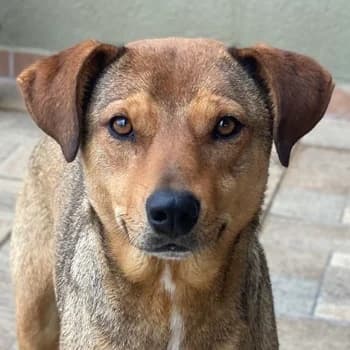 Anna, female 5yo Mixed Breed for adoption at Hundegarten Serres, Euskirchen