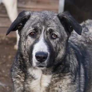 Jella, female 5yo Mixed Breed for adoption at Hundegarten Serres, Euskirchen
