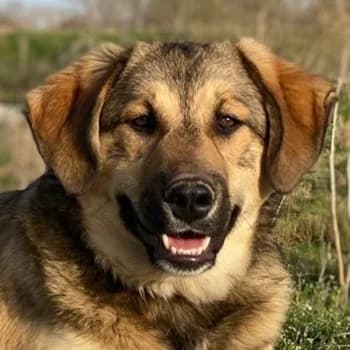 Pola, female young Mixed Breed for adoption at Hundegarten Serres, Euskirchen