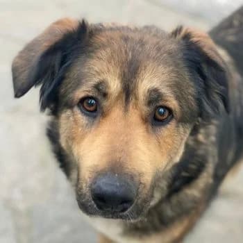 Irida, female 5yo Mixed Breed for adoption at Hundegarten Serres, Euskirchen