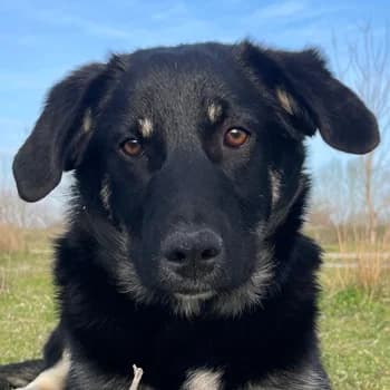 Ella, female young Mixed Breed for adoption at Hundegarten Serres, Euskirchen
