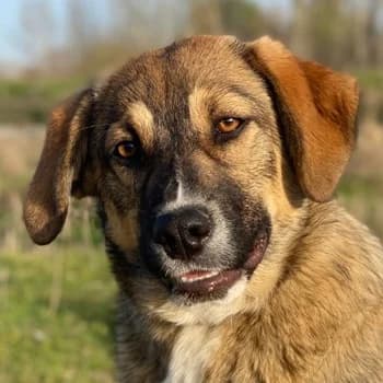 Hami, female young Mixed Breed for adoption at Hundegarten Serres, Euskirchen