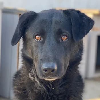 Gimpo, male young Mixed Breed for adoption at Hundegarten Serres, Euskirchen
