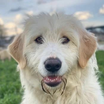 Arina, female young Mixed Breed for adoption at Hundegarten Serres, Euskirchen