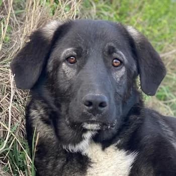 Esko, male young Mixed Breed for adoption at Hundegarten Serres, Euskirchen