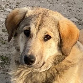 Hanno, male young Mixed Breed for adoption at Hundegarten Serres, Euskirchen