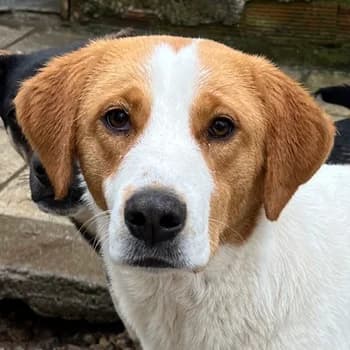 Laola, female young Mixed Breed for adoption at Hundegarten Serres, Euskirchen