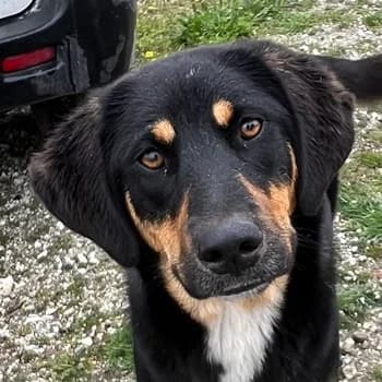 Letti, female young Mixed Breed for adoption at Hundegarten Serres, Euskirchen