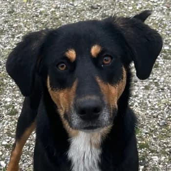 Orelle, female young Mixed Breed for adoption at Hundegarten Serres, Euskirchen