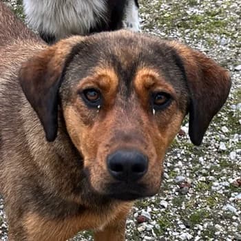 Valmira, female young Mixed Breed for adoption at Hundegarten Serres, Euskirchen