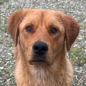 Valor, male young Mixed Breed for adoption at Hundegarten Serres, Euskirchen